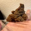 ウンコが出る日常 三浦はな - サンプル画像 - 1